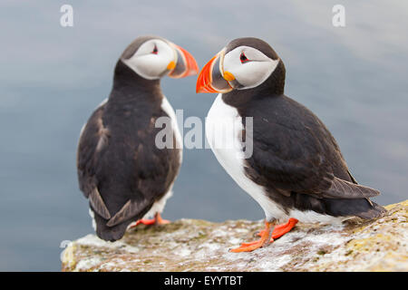 Papageitaucher, gemeinsame Papageientaucher (Fratercula Arctica), zwei gemeinsame Papageientaucher zusammensitzen am Rande Sea Island, Vestfirðir, Hvallaetur Stockfoto