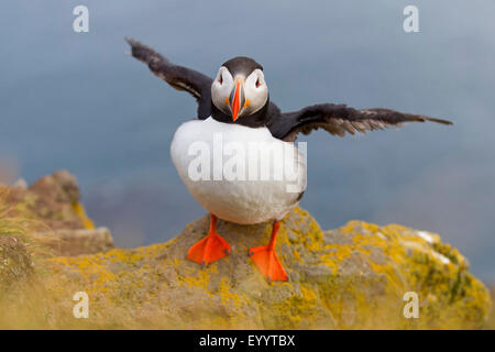 Papageitaucher, gemeinsame Papageientaucher (Fratercula Arctica), stehend mit ausgebreiteten Flügeln auf einem Felsen, Island, Vestfirðir, Hvallaetur Stockfoto