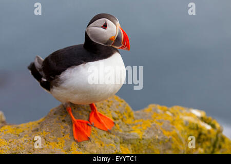 Papageitaucher, gemeinsame Papageientaucher (Fratercula Arctica), auf einem Felsen, Island, Vestfirðir, Hvallaetur Stockfoto