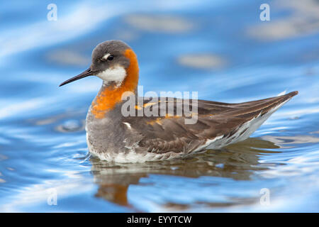 Red-necked Phalarope (Phalaropus Lobatus), Weiblich, Schwimmen, Island Stockfoto