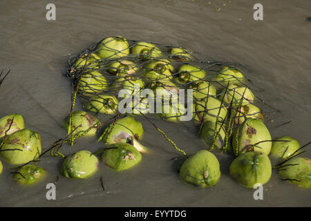 Kokospalme (Cocos Nucifera), Schwimmen geerntete Kokosnüssen Transport in Wasserstraßen, Thailand Stockfoto