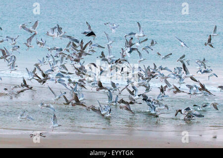 Möwen (Larinae), Schwarm Möwen am Strand, Norwegen, Troms, Kvaloeya Stockfoto