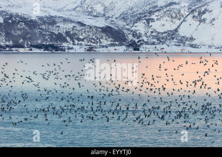 Möwen (Larinae), Möwe schwärmen über Grotfjorden, Norwegen, Troms, Grotfjord Stockfoto