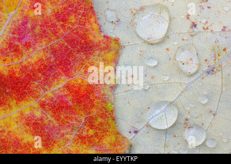 Herbstlaub mit Regentropfen, Schweiz Stockfoto