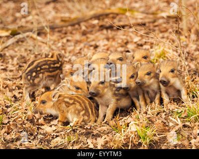 Wildschwein, Schwein, Wildschwein (Sus Scrofa), Runts im Frühjahr, Deutschland, Baden-Württemberg Stockfoto