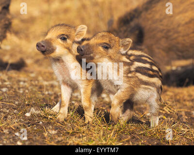 Wildschwein, Schwein, Wildschwein (Sus Scrofa), Runts im Frühjahr, Deutschland, Baden-Württemberg Stockfoto