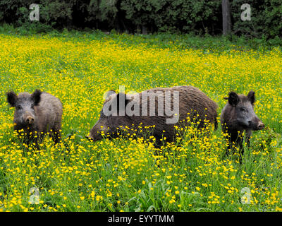 Schwein, Wildschwein (Sus Scrofa), Wildschwein, Wildschweine in einer Blumenwiese im Frühling, Deutschland, Baden-Württemberg Stockfoto