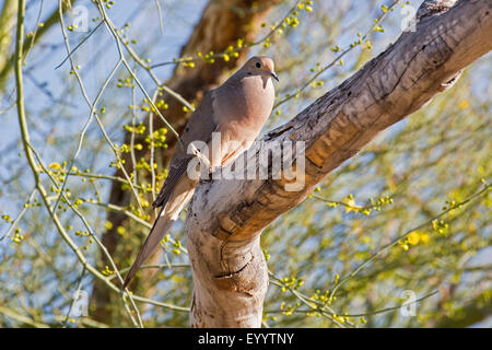 Trauer Taube (Zenaida Macroura), sitzt auf einem Ast, USA, Arizona männlich Stockfoto