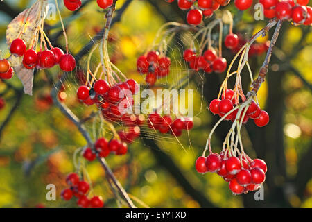 gemeinsamen Mehlbeere (Sorbus Aria), Früchte an einem Zweig, Deutschland Stockfoto