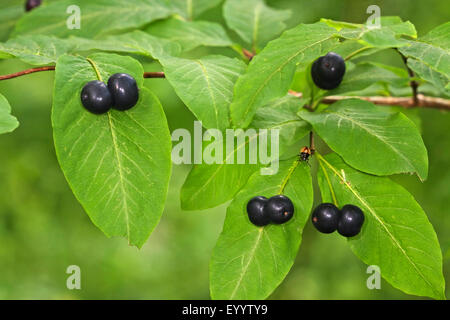 Schwarze großbeerigen Geißblatt, schwarz-Kreuzungen Geißblatt, schwarz Geißblatt (Lonicera Nigra), Blätter und Reife Früchte, Deutschland Stockfoto