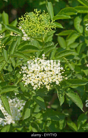 Europäischen schwarzen Holunder, Holunder, gemeinsame Holunder (Sambucus Nigra), blühend, Deutschland Stockfoto