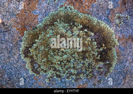 großen Flechten auf Granitfelsen, Australia, Western Australia, Dänemark Stockfoto