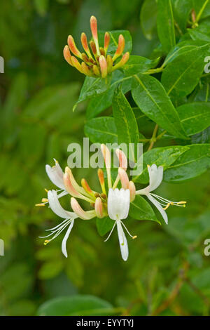 Woodbine Geißblatt, englische wilden Geißblatt (Lonicera Periclymenum), blühend, Deutschland Stockfoto