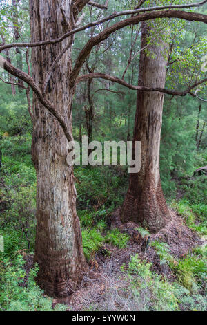 Eukalyptus-Bäume im Tal der Riesen, Australia, Western Australia, Walpole-Nornalup Nationalpark Stockfoto