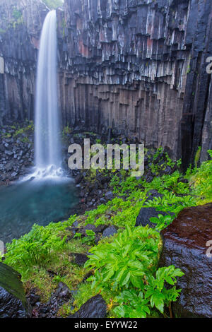 Svartifoss Wasserfall, schwarz Herbst, Island, Austurland, Skaftafell Stockfoto