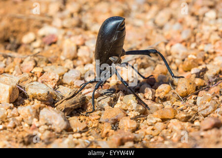 Pinacate Käfer, Wanzen (Eleodes spec.), in der Verteidigung Haltung, Ausführung einen Kopfstand, wenn behandelt wird, USA, Arizona, Sonora Stockfoto