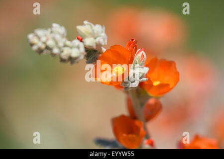 Wüste Globemallow (Sphaeralcea Ambigua), Blumen, USA, Arizona, Sonora Stockfoto