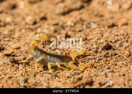 Streifen-tailed Scorpion (vgl. Hoffmannius Spinigerus), Verteidigung Haltung, USA, Arizona, Sonora Stockfoto