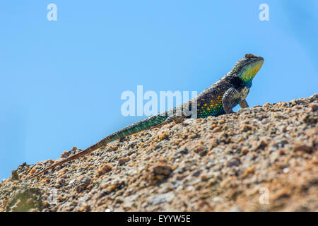 Desert Spiny Lizard (Sceloporus Magister), sitzt auf einem Felsen, USA, Arizona, Pinnacle Peak Stockfoto