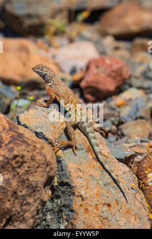 Größere earless Lizard (Cophosaurus Texanus), auf einem Felsen in seinen Lebensraum, USA, Arizona, Salt River Stockfoto