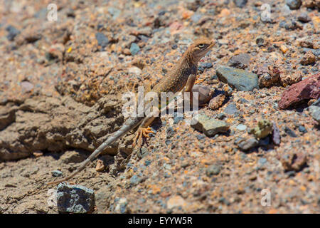 Größere earless Lizard (Cophosaurus Texanus), auf einem Felsen in seinen Lebensraum, USA, Arizona, Salt River Stockfoto