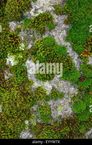 Moos und Flechten auf einem Felsen, Schweiz Stockfoto