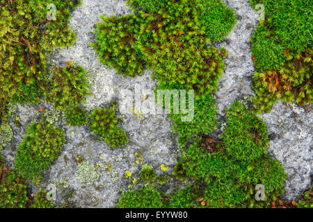 Moos und Flechten auf einem Felsen, Schweiz Stockfoto