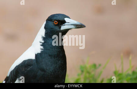 Black-backed Elster, Australian Magpie (Gymnorhina Tibicen, Cracticus Tibicen), Porträt, Australia, Western Australia Stockfoto