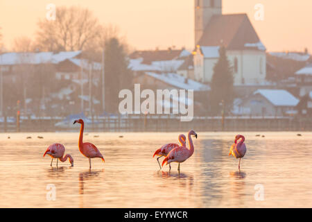 Chilenische Flamingo (Phoenicopterus Chilensis), steht die Gruppe im flachen Wasser vor Ort, Deutschland, Bayern, See Chiemsee, Seebruck Stockfoto