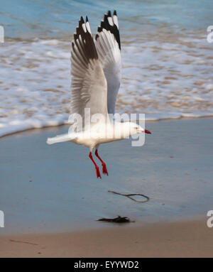 silberne Möwe (Larus Novaehollandiae Novaehollandiae Chroicocephalus), ausziehen, Australia, Western Australia, Peaceful Bay Stockfoto