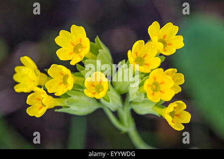 Schlüsselblume Primel (Primula Veris), Blütenstand, Deutschland, Bayern Stockfoto