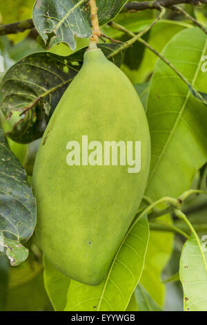 Mangobaum (Mangifera Indica), Frucht auf einem Baum, Thailand, Chiang Rai Stockfoto