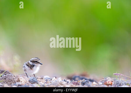 Kibitze (Charadrius hiaticula), Chick, Island, Husavi¡k Stockfoto