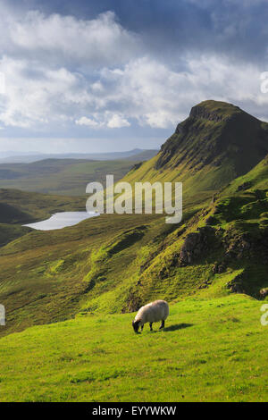 Scottish Blackface (Ovis Ammon F. Aries), Trotternish, The Quaraig, Großbritannien, Schottland, Isle Of Skye Stockfoto