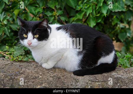 Hauskatze, entdeckt Hauskatze (Felis Silvestris F. Catus), schwarze und weiße Katze liegend auf einer Mauer im Garten, Spanien, Balearen, Mallorca Stockfoto