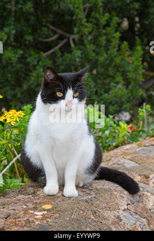 Hauskatze, entdeckt Hauskatze (Felis Silvestris F. Catus), schwarze und weiße Katze sitzt auf einer Mauer im Garten, Spanien, Balearen, Mallorca Stockfoto