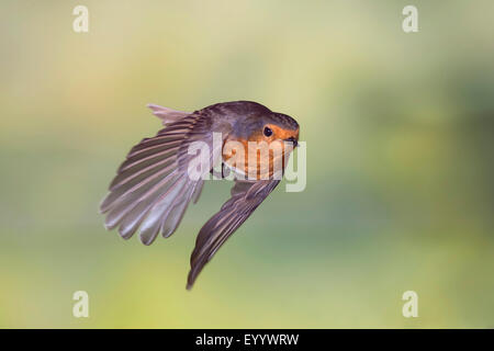 Rotkehlchen (Erithacus Rubecula), Rotkehlchen im Flug, Deutschland, Nordrhein-Westfalen Stockfoto