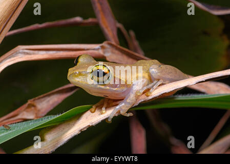 Dumeril Bright-eyed Frog (Boophis Tephraeomystax, Polypedates Tephraeomystax), auf einem Blatt, Madagaskar Stockfoto