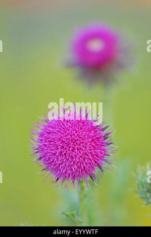 Nickende Distel, nicken Distel (Blütenstandsboden Nutans), blühen, Deutschland, Nordrhein-Westfalen Stockfoto