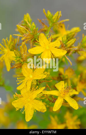 gemeinsamen St-Johanniskraut, Perforieren St-Johanniskraut, Klamath Weed, St.-Johanniskraut (Hypericum Perforatum), Blütenstand, Deutschland, Nordrhein-Westfalen Stockfoto