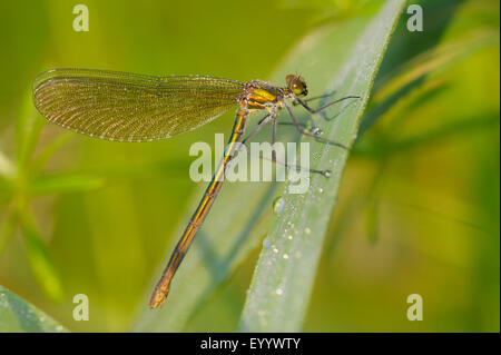 gebänderten Schwarzflügel, gebändert Agrios, Gebänderten Prachtlibelle (Calopteryx Splendens, Agrios Splendens), Weibchen auf einem Grashalm von Gras, Deutschland, Nordrhein-Westfalen Stockfoto