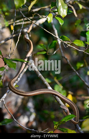 Madagaskars Ringelnatter (Mimophis Mahfalensis), kriecht auf einem Ast eines Baumes, Madagaskar, Nosy Be, Naturreservat Lokobe Stockfoto