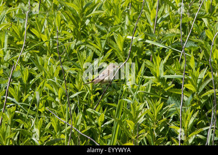 Marsh Warbler Acrocephalus Palustris Erwachsenen in Vegitation bei Skaw Stockfoto