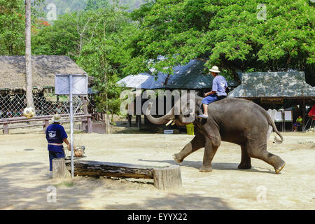 Asiatischer Elefant, Asiatischer Elefant (Elephas Maximus), Elefant Fußball spielen im Maesa Elephant Camp, Thailand, Chiang Mai, Maesa Elephant Camp Stockfoto