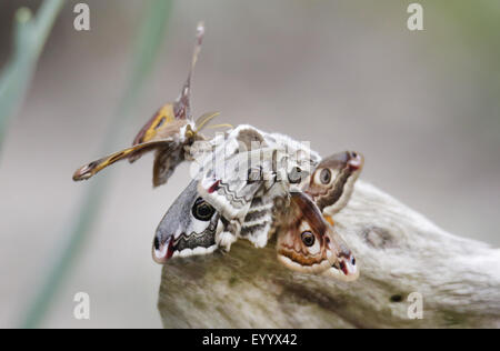 Kaiser-Motte (Saturnia Pavonia, Eudia Pavonia), Männchen um ein Weibchen, Deutschland, Bayern fliegen Stockfoto