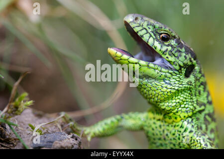 Zauneidechse (Lacerta Agilis), Porträt eines Mannes in bedrohlichen Haltung, Deutschland, Bayern Stockfoto