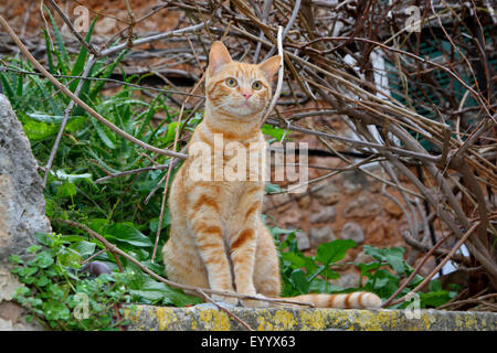 Hauskatze, gestreifte Hauskatze (Felis Silvestris F. Catus), rothaarige Katze sitzt auf einer Mauer, Spanien, Balearen, Mallorca Stockfoto