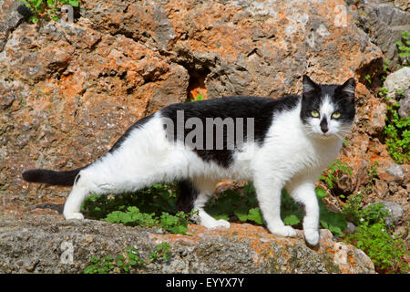 Hauskatze, Hauskatze (Felis Silvestris F. Catus), schwarz / weiß gesichtet Katze stehend auf einem Stein, Spanien, Balearen, Mallorca Stockfoto
