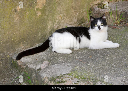 Hauskatze, Hauskatze (Felis Silvestris F. Catus), schwarz / weiß getupft Katze liegend auf einer Treppe, Spanien, Balearen, Mallorca Stockfoto