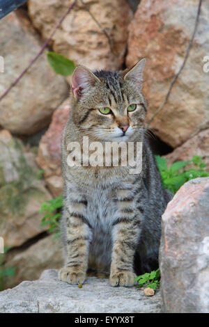 Hauskatze, Hauskatze (Felis Silvestris F. Catus), gestreifte Katze sitzt auf einer Stufe, Spanien, Balearen, Mallorca Stockfoto